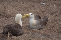 079 Waved albatross 16